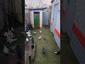 Голуби посадка черного в нужное место pigeon video 😎 աղավնի голуб голуби pigeon