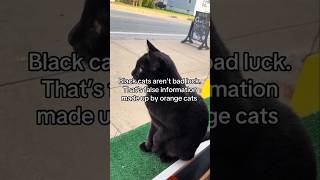 Funny animal videos I found on Instagram and Tiktok #shorts #funnyanimals #cat #funnypets #funny