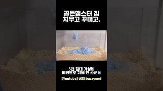 5천 원대 가성비 베딩으로 골든햄스터 집 꾸미기❄️🩵 #hamsters