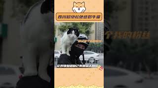 可以来我肩膀上站一会嘛….#奶牛猫#搞笑#猫咪#松弛感#可爱到爆炸??#shorts