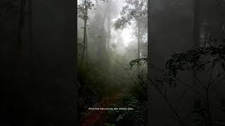 Making the world feel muted and mysterious #shorts #wildlife #wildnature #shortvideo