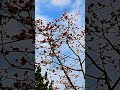 Nature's Symphony: Silk Cotton Tree Blooms Under a Blue Sky #Silk Cotton #clouds #shorts