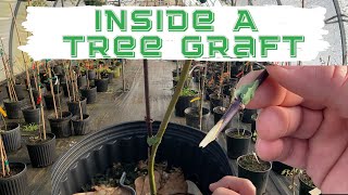 Let's Take a Look Inside a Tree Graft! | Grafting Japanese Maple Trees