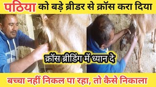 बकरी का बच्चा फसा क्रॉस ब्रीडिंगमें जरूर ध्यान दे|Bakri Delivery Na Kar Paye To Kya Kare|Vimalumrao