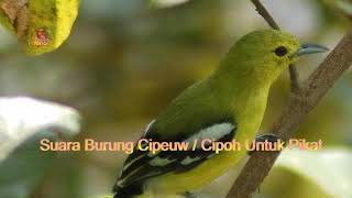 Playtube Pk Ultimate Video Sharing Website