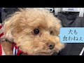 愛犬とお出かけ　三井アウトレットパーク　ジャズドリーム長島