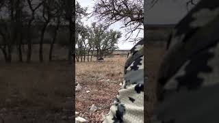 Blackbuck Antelope Hunting In Texas | 8 YARD SHOT! | Bowhunting Spot \u0026 Stalk Blackbuck