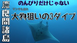 慶良間でナンヨウマンタ登場　大物しか狙わないワイルドな慶良間もあるんです。