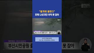 부산시민공원에 출몰한 들개.. 아직 못 잡아 #부산mbc뉴스 (2024-01-23,화)