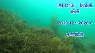 【総集編】水中映像　2020年 酒田北港 前編　2019.12～2020.6　（釣り場　ハタハタ　アジ　メバル　アイナメ　サビキ　足場の良い　家族で）underwater videography