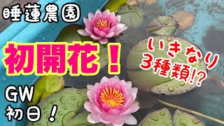 【睡蓮農園】初開花！記念すべき最初に開花した睡蓮は！？我が家のビオトープでも開花！