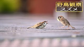 【スローモーションで野鳥観察】スズメ【特別な事は何も起らない動画】