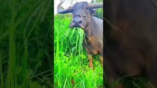 বেচারা ভয় পাইছে #funny #amazing #funnyshorts #funnyvideo