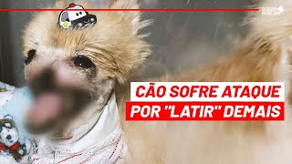 CÃOZINHO TEM O SEU FOCINHO ARR4NCADO POR \