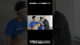 愛犬の健康チェックと予防医療について