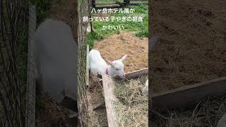 八ヶ岳ホテル風かで飼っている子やぎの朝食風景。かわいい