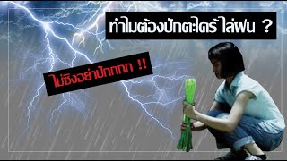 ทำไม ต้องปักตะไคร้ไล่ฝน | ไขข้อข้องใจ