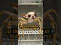 SPIDER CHIHUAHUA IN PARALLEL UNIVERSE (AI Generated) #shorts #short #dog #spider #chihuahua