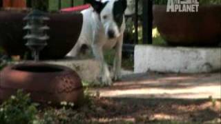 Animal Planet's PETFINDER with Dina Zaphiris - "The Bissel Family" Pt.4