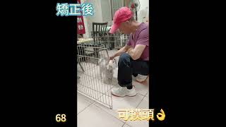 愛犬上學去～68  博美三歲矯正科目：護食、不給摸頭、護籠亂叫、挑食、籠內訓練