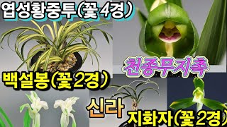 (화순) 난청솔 25/01/20(월) 한국춘란 판매 영상입니다. 상품 [엽성황중투(전시작품/꽃4경)/백설봉(전시작품/꽃2경)/지화자(꽃2경)/신라/천종무지촉] 5점 등록하였습니다.