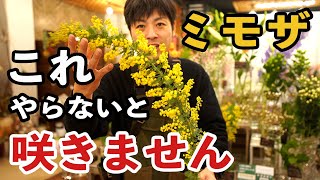 【管理方法】ミモザがすぐ枯れちゃう人は見てください。