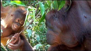 Wild Orangutans and the Beauty of Being