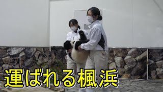 「運ばれる楓浜」飼育員さんがいると喜んでるように見えます😊パンダ親子の観覧 2021/10/25