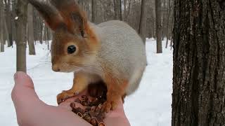 Покормил Дикого бельчонка / Fed a Wild squirrel