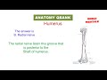 mrcs part a anatomy q bank 11