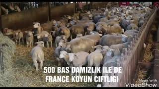 500 BAŞ DAMIZLIK ILE DE FRANCE KOYUN ÇİFTLİĞİ