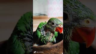 My Queen | #cute #baby #nature #parrot #birds #pets #cute #love #lol #new #yt #song #shorts #sorts