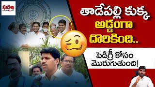 తాడేపల్లి కుక్క అడ్డంగా దొరికింది.. పెడిగ్రీ కోసం మొరుగుతుంది! JAC Venkatramireddy | Gharshana Media