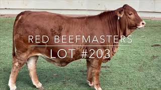 Lot #203: Red Beefmasters