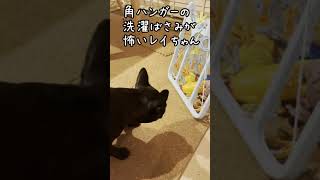 角ハンガーが怖い犬　#Shorts