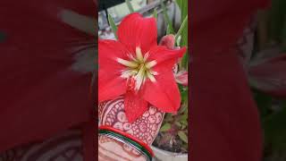 Amaryllis Lilly bloomed in AUGUST MONTH 😍 ✨️ #summergarden #flowers