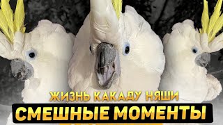 Cute Compilation Funny Parrot 🤣 🚀 Life with a cockatoo 🦜