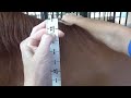 equine height assessment