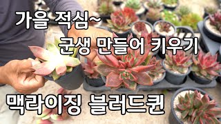 다육이 가을 적심 군생 만들기 맥라이징 블러드퀸