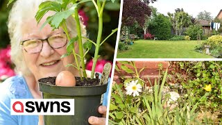 Elderly woman baffled after finding dozens of shop bought EGGS buried in her own garden | SWNS