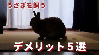 ウサギを飼うデメリット５選です。