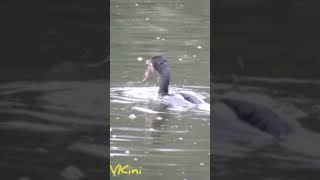 An Indian Cormorant swallowing a fish it has just caught.