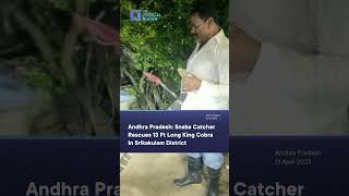 Andhra Pradesh: Snake Catcher Rescues 13 Ft Long King Cobra In Srikakulam District #shorts