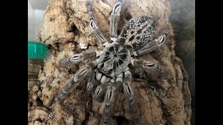 H. maculata Hatching and removal of slings