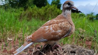 crossbreeding of large dove(lai giữa chim bồ câu lớn)ผสมข้ามสายพันธุ์นกเขาใหญ่