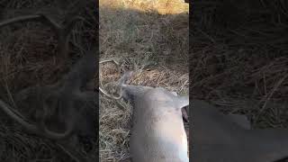 North Mississippi Deer Hunting #mississippi #whitetail  #hunting