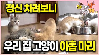 불쌍한 길냥이 데려왔더니 어느샌가 아홉 마리의 아꺵이 집사가 된 반려묘 보호자의 이야기 #왜그러냥귀엽개