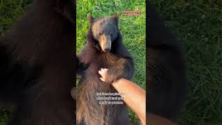 Bears do bite! #animals #coolanimals #dangerousanimals