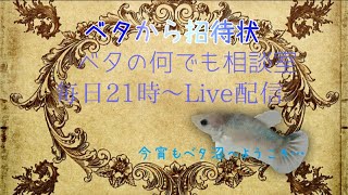 飼育の悩み解決しましょ♬【2021年10月13日】ベタの何でも相談室