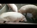 pig farm kumthala ellenabad pig farming sirsa haryana